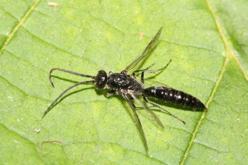 Réf. 334 721 : Methocha articulata